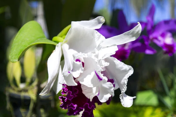 Orquídea. — Fotografia de Stock