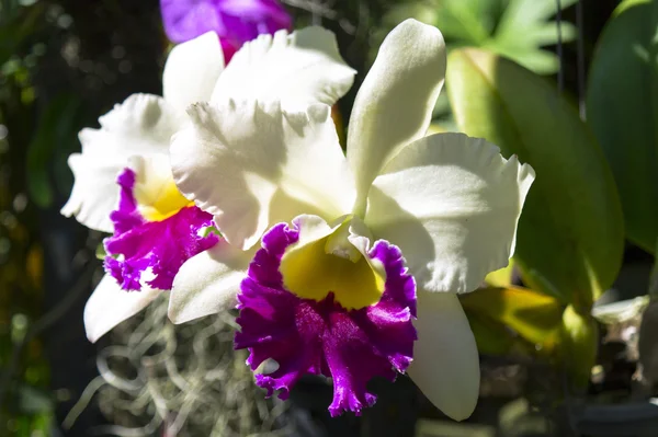 Flores de orquídeas . — Fotografia de Stock