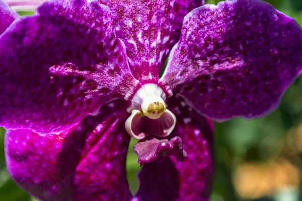 Coeur d'orchidée . — Photo