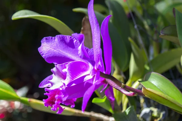 Flores de orquídea . — Fotografia de Stock