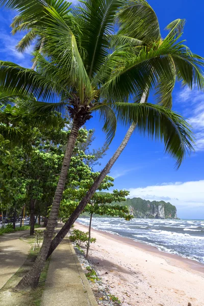 Palmové stromy na pobřeží. — Stock fotografie