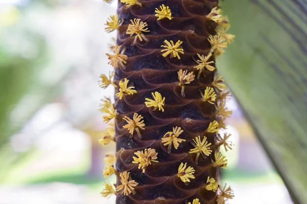Flores masculinas de coco de mar . —  Fotos de Stock
