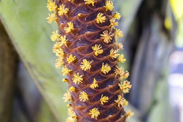 Flores masculinas de Lodoicea maldivica . —  Fotos de Stock
