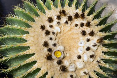 Notocactus Mammulosus çiçek.