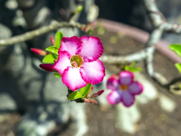 Adenium květ — Stock fotografie