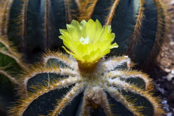 Notocactus Mammulosus çiçek.