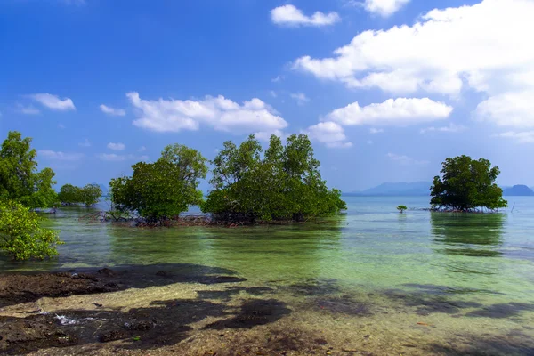 Mangrov ağaçlar. — Stok fotoğraf