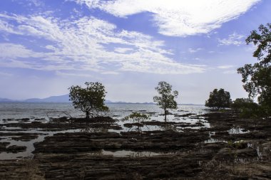 Taş Beach, mangrov ağaç.