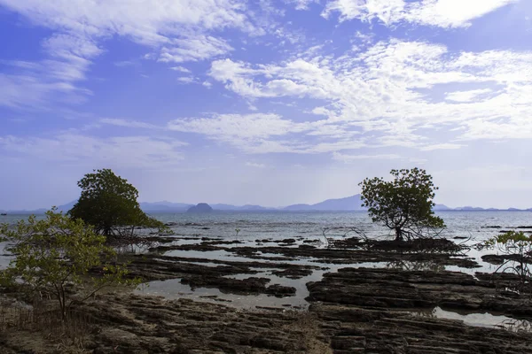 Piedras, árboles de manglar . —  Fotos de Stock