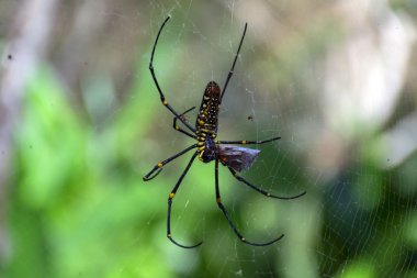 Örümcek ve küçük örümcekler yiyip bitiren kelebek