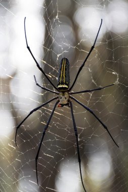 altın ipek orb weaver.