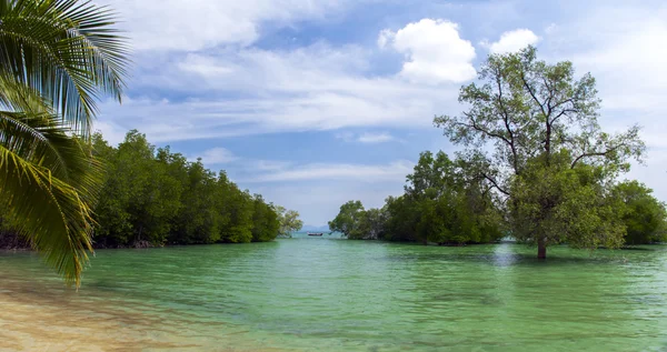 Paysage d'arbre de mangrove . — Photo