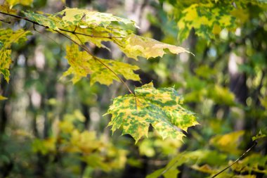 Yeşil Sarı yapraklar