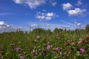 Kırmızı yonca alan