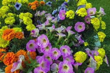 Petunya ve Afrika kadife çiçeği