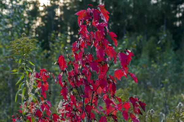 Small Red Maple Tree — Stock Photo, Image