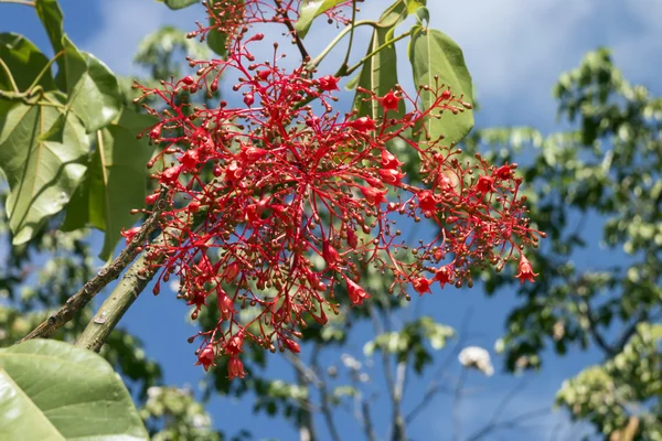 Flores Rojas sobre el Fondo Verde . —  Fotos de Stock