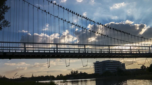 Doves and Suspension Bridge. — Stock Photo, Image