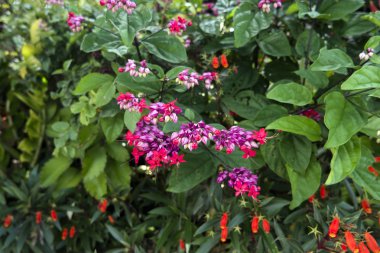 Yeşil yapraklı kırmızı çiçekler