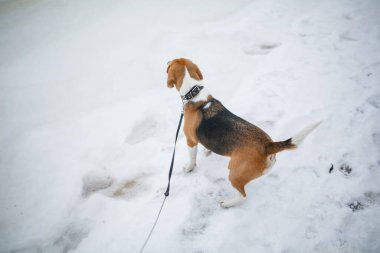 Kışın av köpeği..