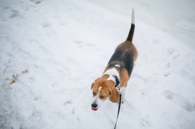 Kışın av köpeği..