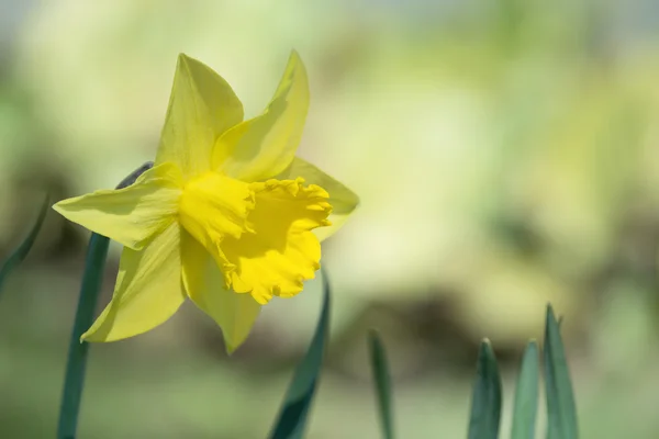 Jaune fleur de jonquille fleurissant dans le lit de fleurs — Photo