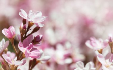 Hint alıç (Rhaphiolepis indica), pembe Bayan, çiçekler