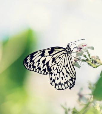 Kağıt uçurtma, pirinç kağıdı veya büyük ağaç perisi kelebek (fikir leuc