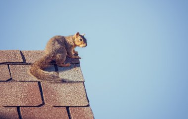 Squirrel on the roof top clipart