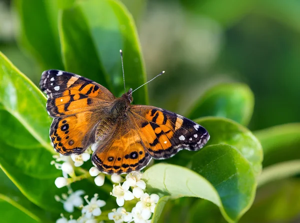 Mariposa americana (Vanessa virginiensis ) —  Fotos de Stock
