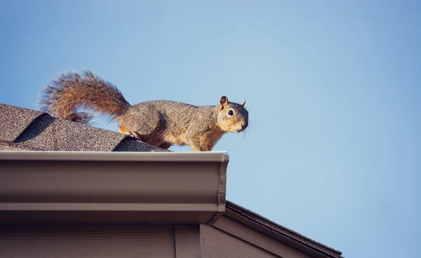 Écureuil sur le toit — Photo
