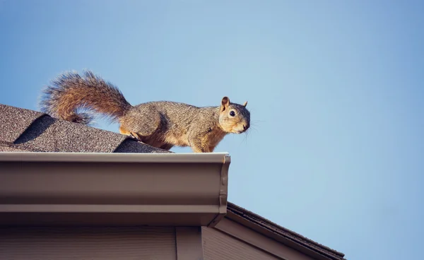 Squirrel on the roof top — Stock Photo, Image