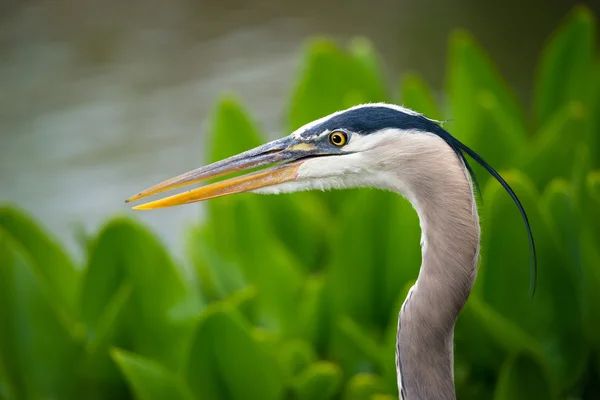 Close-up van blauwe reiger — Stockfoto