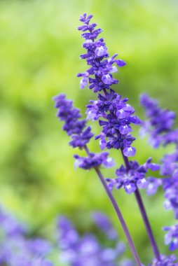 Ada çayı (salvia farinacea) çiçek mavi