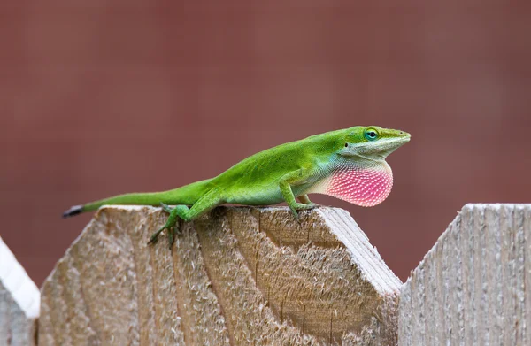 Yeşil Anole kertenkele (Anolis carolinensis) — Stok fotoğraf