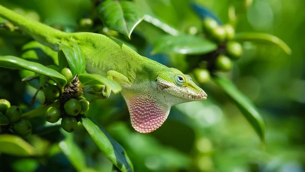 Green Anole lizard (Anolis carolinensis) — Stock Photo, Image