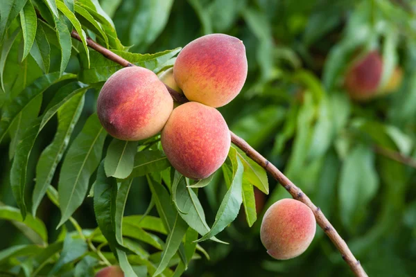 Плоды персикового дерева — стоковое фото