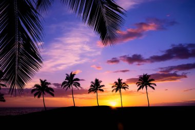 Hawaiian palmiye ağaç sunset