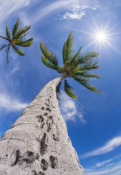 Palm tree top przeciw błękitne niebo — Zdjęcie stockowe