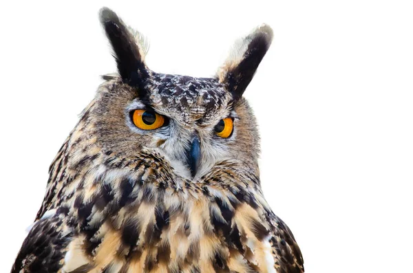 Porträtt Stora Horned Owl Bubo Virginianus Aka Tiger Owl Mot — Stockfoto