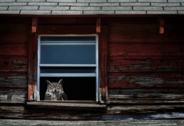 Büyük Boynuzlu Baykuş Bubo Virginianus Karanlıkta Yıpranmış Kırmızı Bir Ahırın — Stok fotoğraf