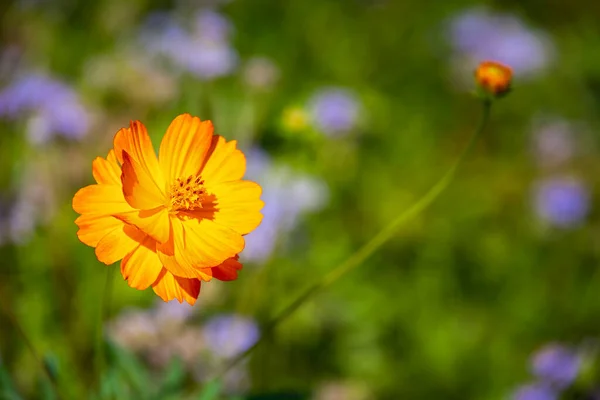 Саду Цвітуть Прекрасна Квітка Жовтого Космосу Cosmos Sulphureus Природні Зелені — стокове фото