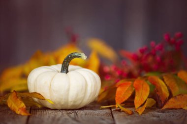 Kırsal ahşap masada beyaz mini balkabağı. Renkli sonbahar yaprakları ve kırmızı meyvelerle sergilenir.