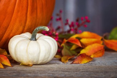 Kırsal ahşap masada beyaz mini balkabağı. Renkli sonbahar yaprakları ve böğürtlenlerle sergilenir. Arka planda bir balkabağı. 