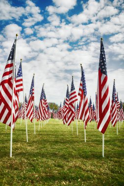 Yeşil alanda Amerikan bayrakları duruyor. Gaziler Günü gösterisi. Mavi gökyüzü ve beyaz bulutlar arka plan.  