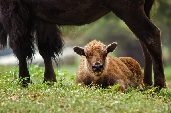 Veau Buffle Couché Sous Protection Mère Dans Pâturage — Photo