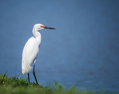 Karlı Akbalıkçıl (Egretta thula) kuşu kıyıda duruyor. Mavi göl suyu arka planı.