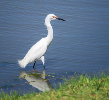 Snowy egret (Egretta thula) bird fishing in shallow blue waters of a lake.  clipart