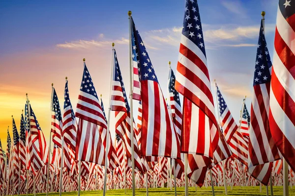 American Flags Standing Green Field Beautiful Morning Sky Veterans Day — Stock Photo, Image