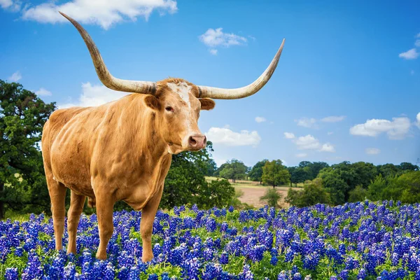 Texas Longhorn Stojí Jarních Pastvinách Borůvkách Modrá Obloha Bílé Mraky — Stock fotografie